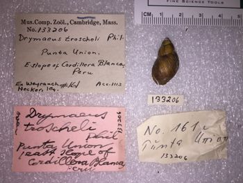 Media type: image; Malacology 133206 Description: 133206_Drymaeus_troscheli image;